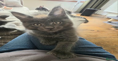 Maine Coon cats - Advert 13