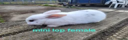Mixed Breed rabbits for sale: Stunning selection of rabbits - Advert 9