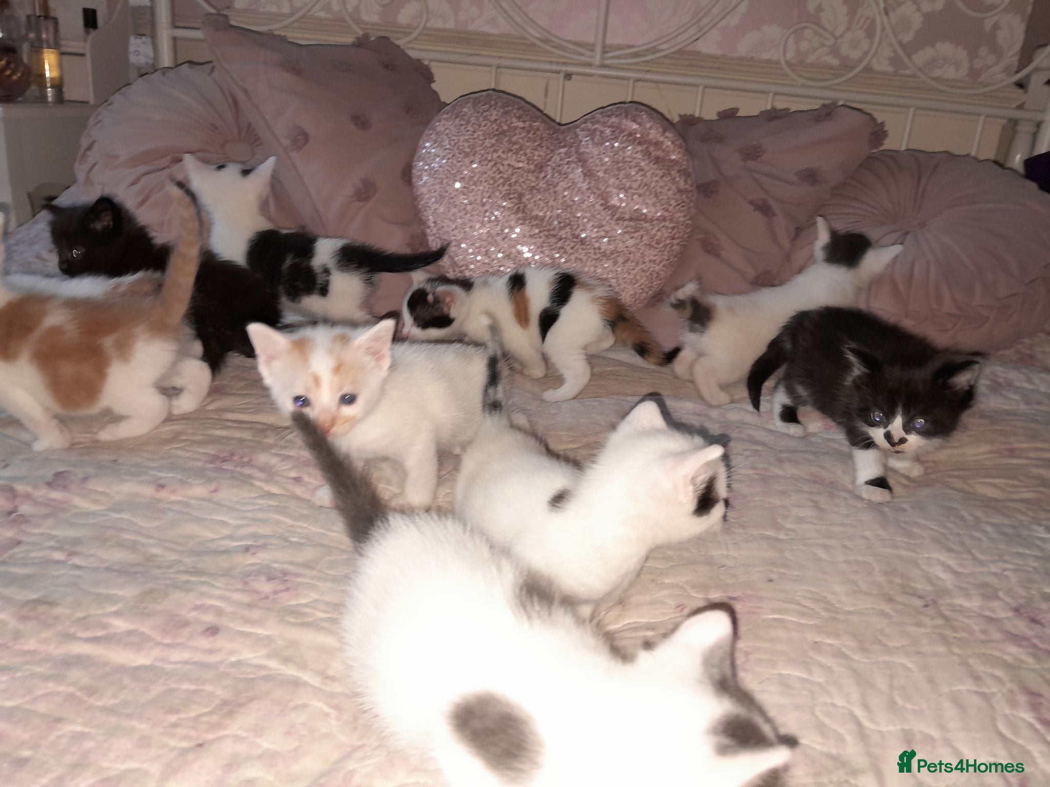 Mixed Breed cats 11 Adorable kittens 🐾 - Advert 1