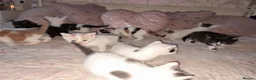 Mixed Breed cats for sale: 11 Adorable kittens 🐾 - Advert 7
