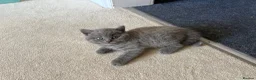 British Shorthair cats for sale: British shorthair - Advert 7