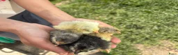 Chickens poultry for sale:  Day‑Old Chicks different pure breeds - Advert 5