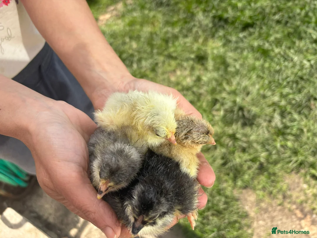 Chickens poultry for sale:  Day‑Old Chicks different pure breeds - Advert 5