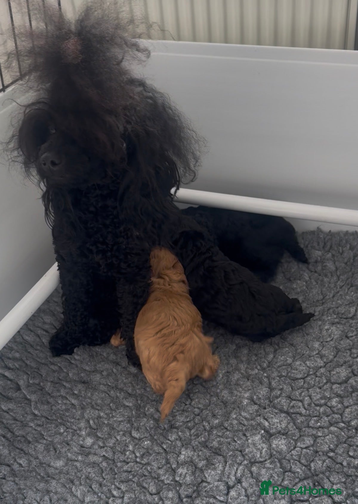 Toy Poodle dogs Exquisite small Toy Poodles  - Advert 2