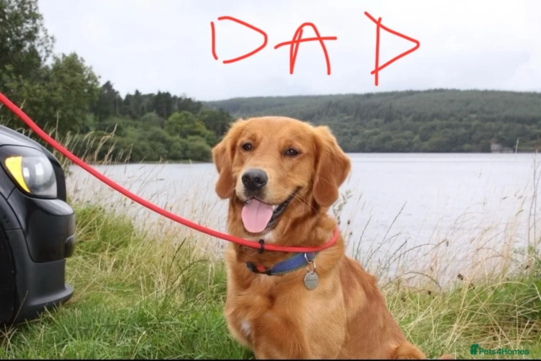 Golden Retriever dogs for sale: KC REGISTERED GOLDEN RETRIEVER PUPPY  - Advert 9