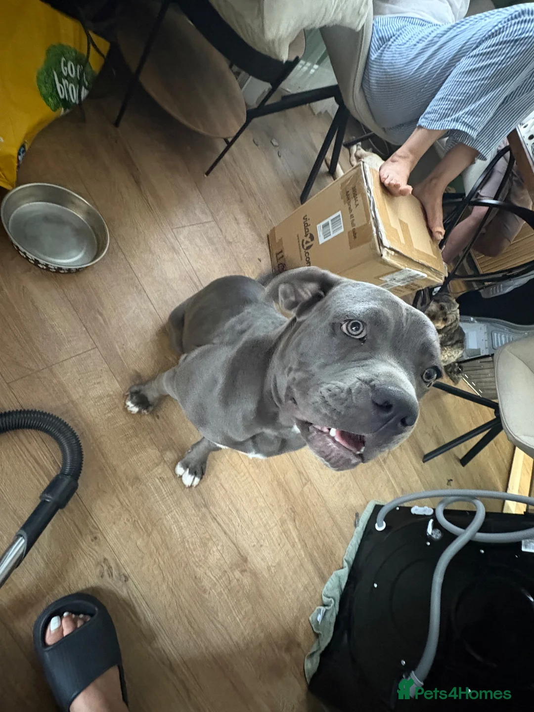 Mixed Breed dogs for sale: 9 month old beautiful cane corso x  in Newport - Advert 2