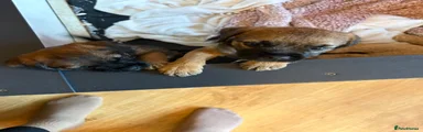 Puppy 2