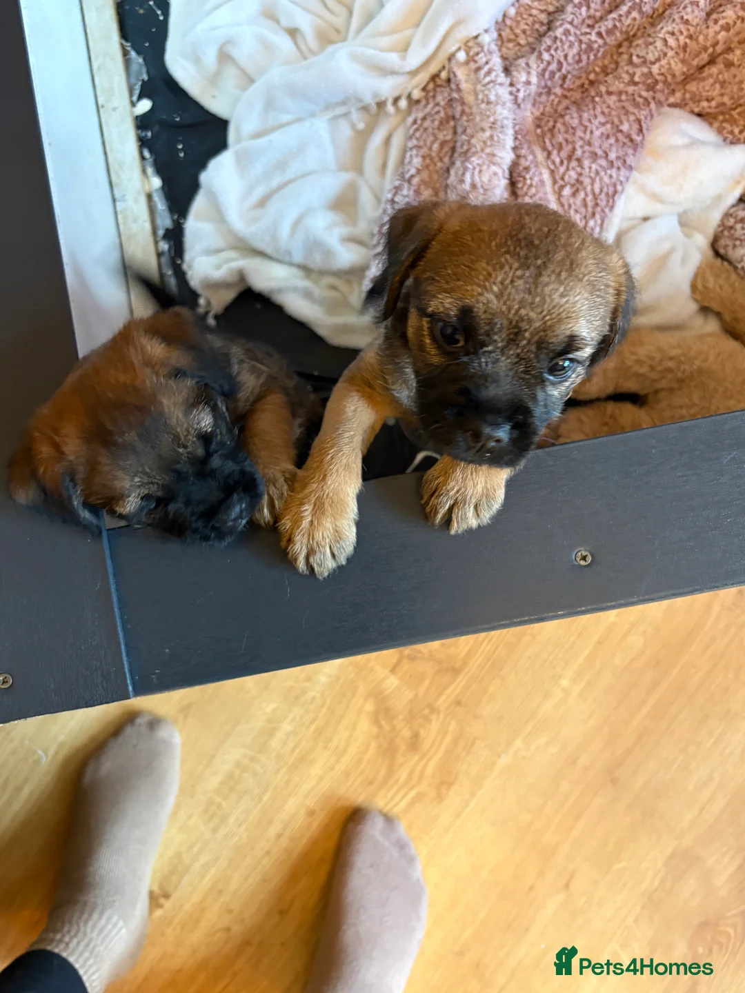 Border Terrier dogs for sale: for sale beautiful little girls in Maryport - Advert 2