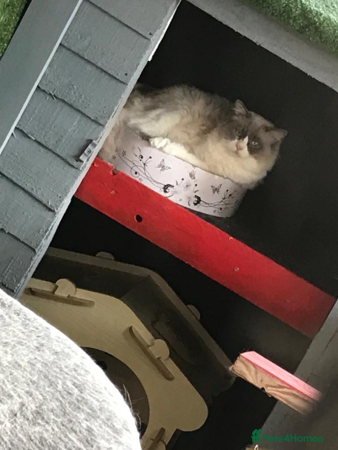 Ragdoll cats for stud: Active Gccf Blue bi Ragdoll in Grantham - Image 9