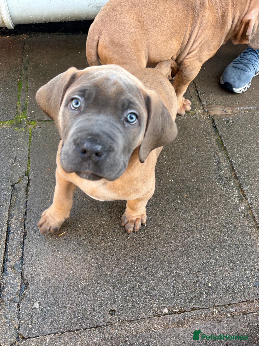 Boerboel dogs for sale: QUALITY NABBR REGISTERED PUPS!  - Advert 2