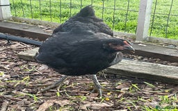 Chickens poultry for sale: Jersey Giant Chickens - June 2025 hatched - Image 2