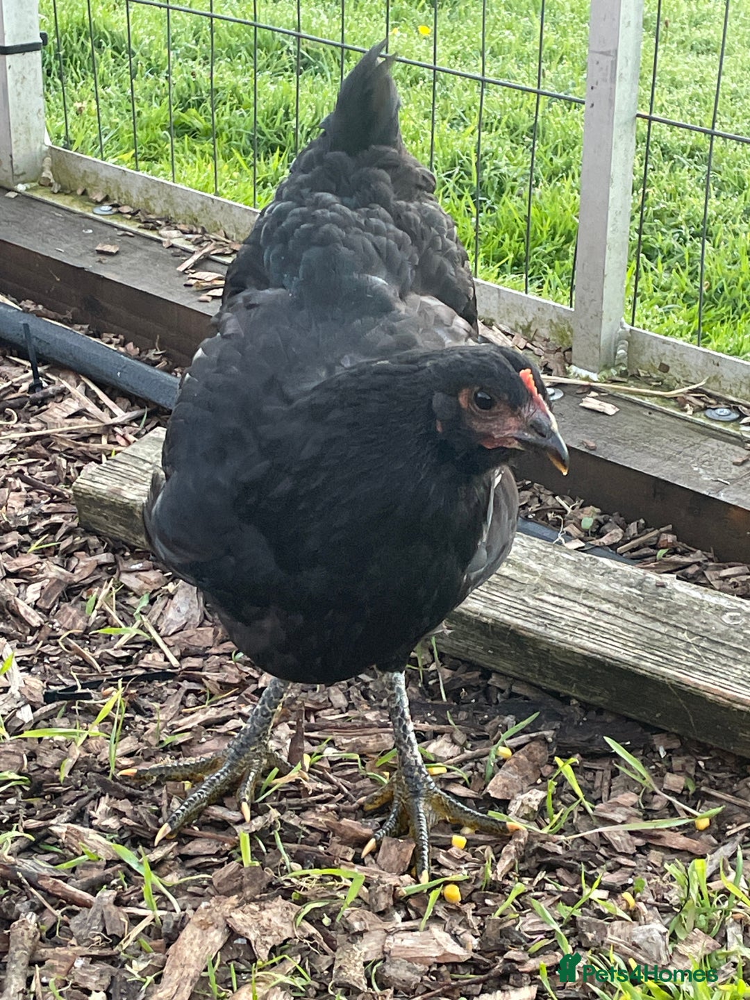 Chickens poultry for sale: Jersey Giant Chickens - June 2025 hatched - Image 2