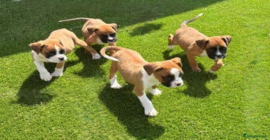 Boxer dogs - Advert 3
