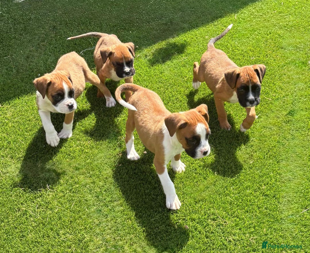 Boxer dogs for sale: Boxer Puppies  - Image 2