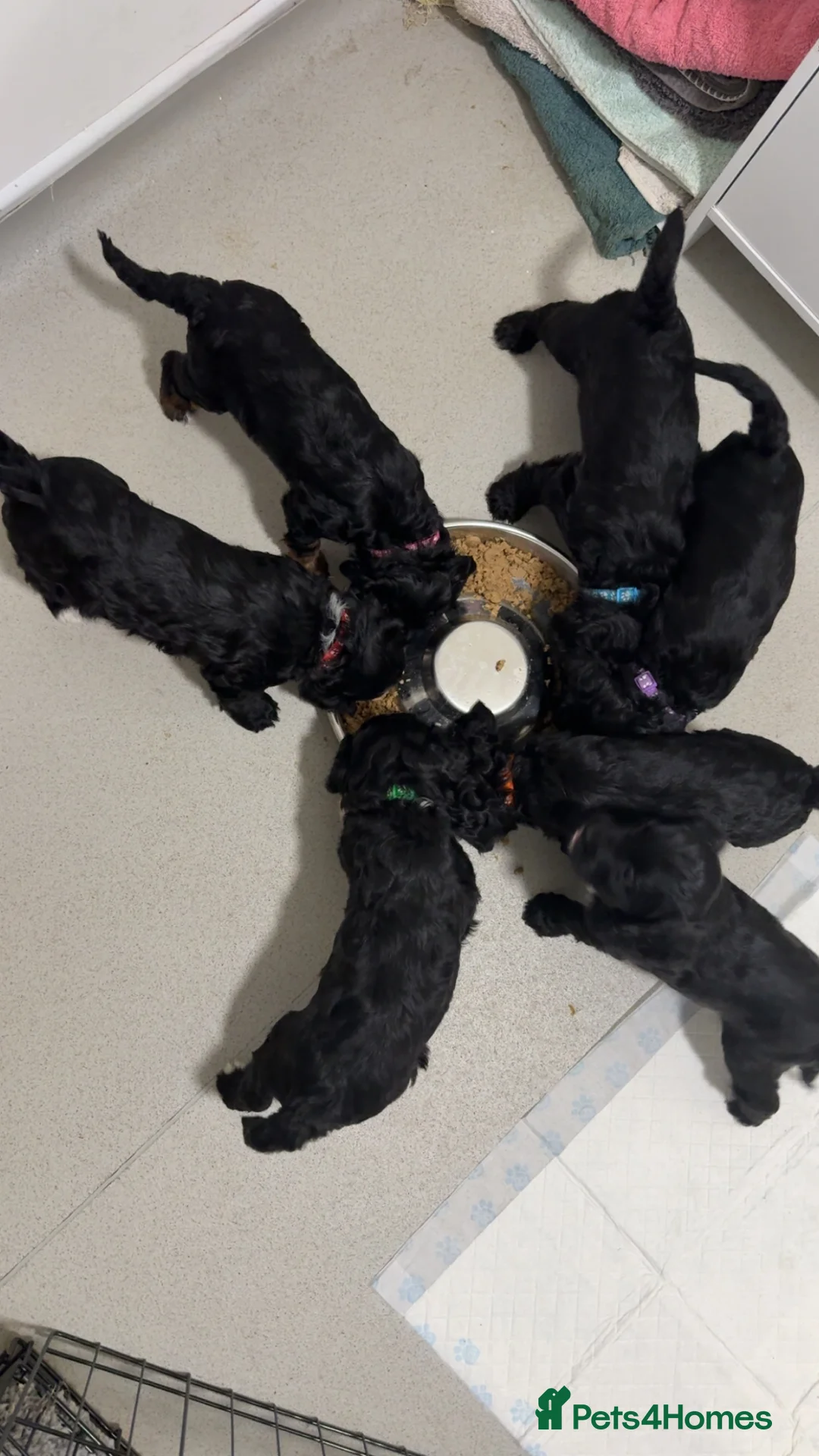 Sproodle dogs for sale: •LAST 3 GIRLS AVAILABLE• READY TO LEAVE• - Advert 3