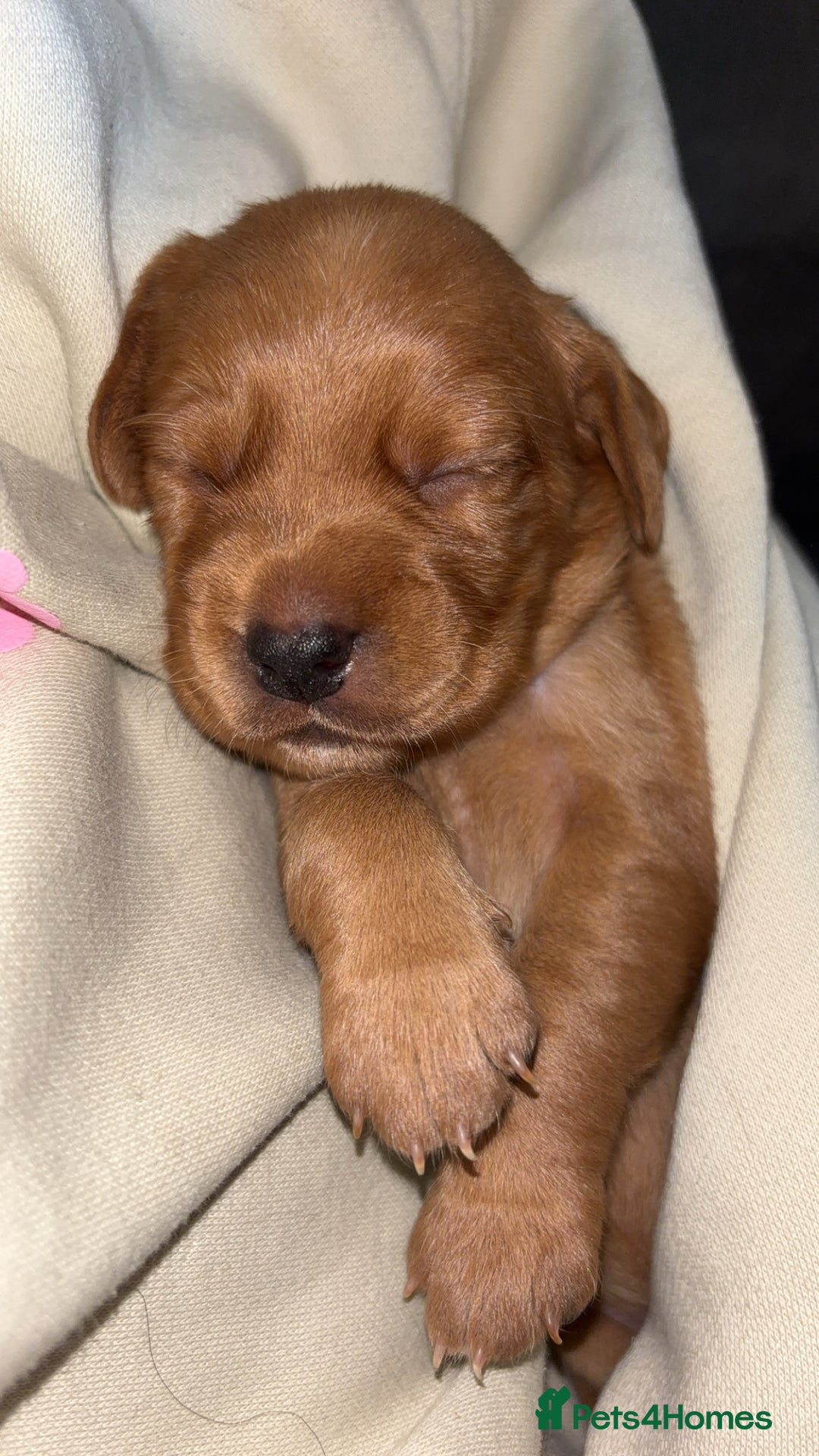 Cockerdor dogs for sale: Cockerdor puppies - Advert 6