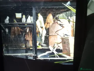 Cockatiels birds Breeding Cockateils - Advert 12