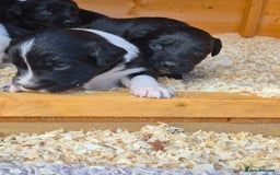 Mixed Breed dogs for sale: Beautiful sprollie puppies  - Image 5