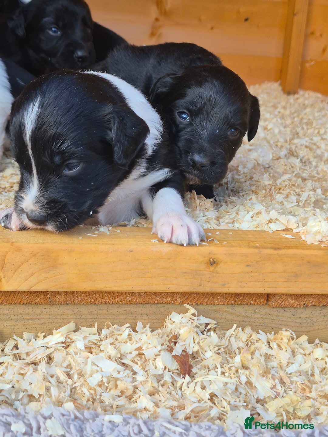 Mixed Breed dogs for sale: Beautiful sprollie puppies  - Image 5