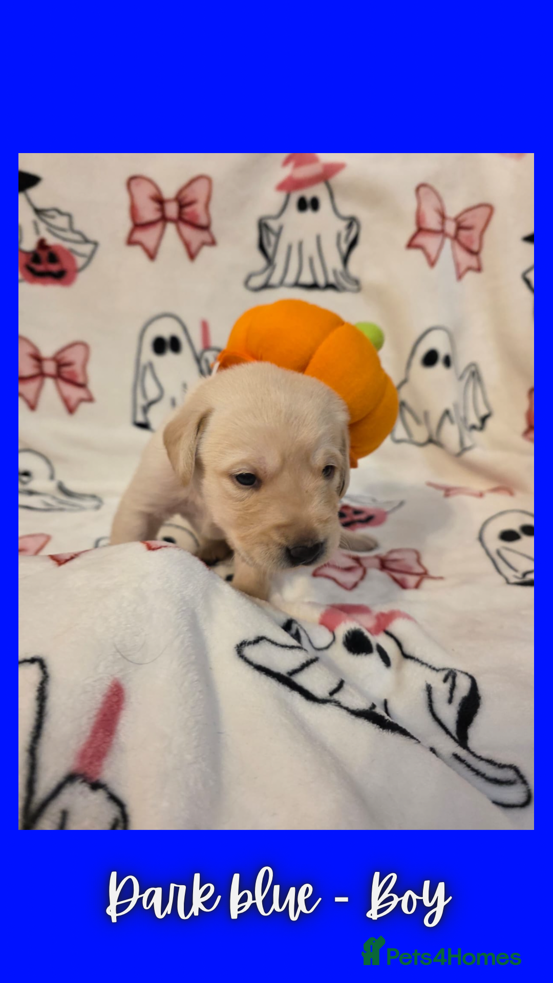 Goldador dogs for sale: Goldador puppies - Image 19