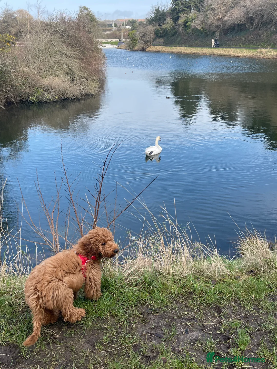 Cockapoo dogs for sale: Ruby 5 month old Red Cockapoo - Advert 3