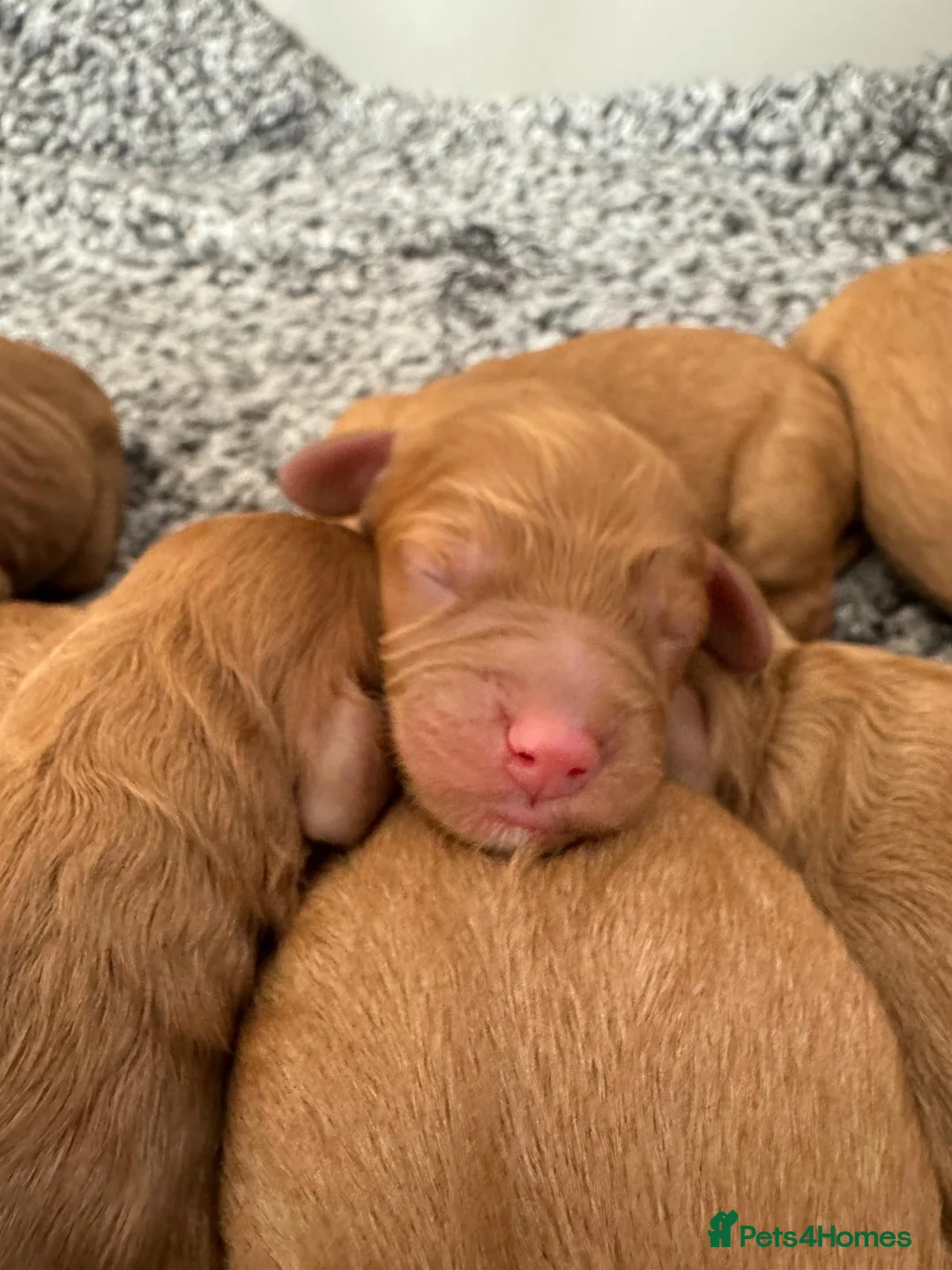 Cavalier King Charles Spaniel dogs for stud:  HEALTH TESTED kc cavalier king charles for stud  in Bedford - Advert 24