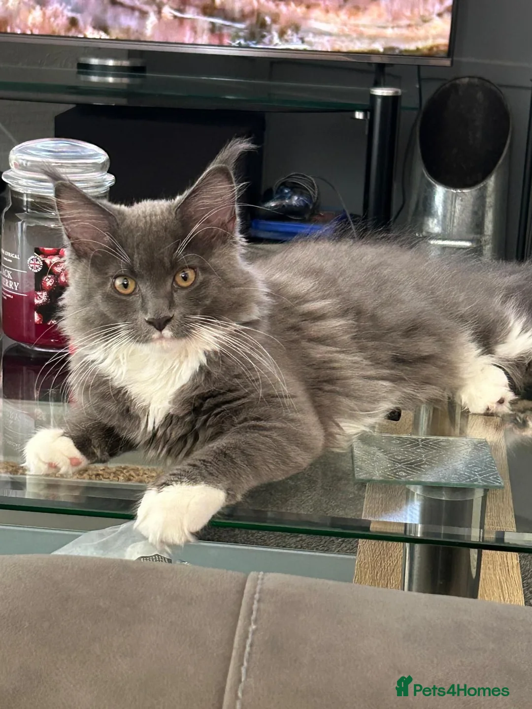 Maine Coon cats for sale: Gorgeous Reg. Maine Coon kittens from HEALTH TESTE - Advert 2