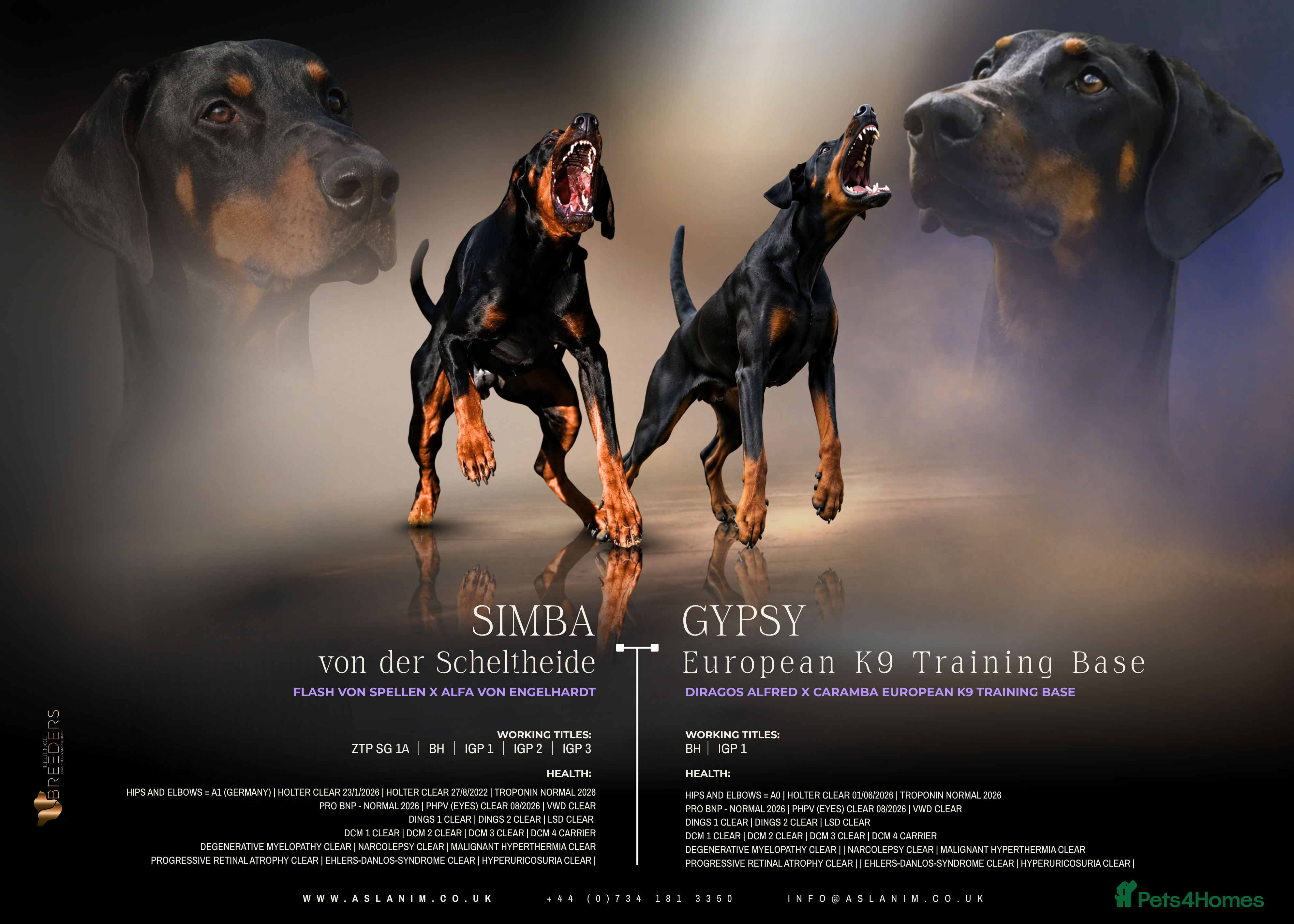 Dobermann dogs KC reg, Fully Health Tested Parents, 0% inbreeding - Advert 2