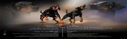 Dobermann dogs for sale: KC reg, Fully Health Tested Parents, 0% inbreeding - Advert 2