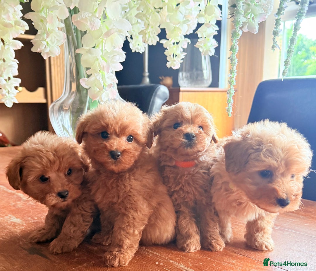 Cairn Terrier dogs for sale: STUNNING F1 cairn-oodle puppies  - Image 8