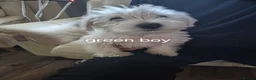 West Highland Terrier dogs for sale: Westie boys & girls ready now - Advert 2
