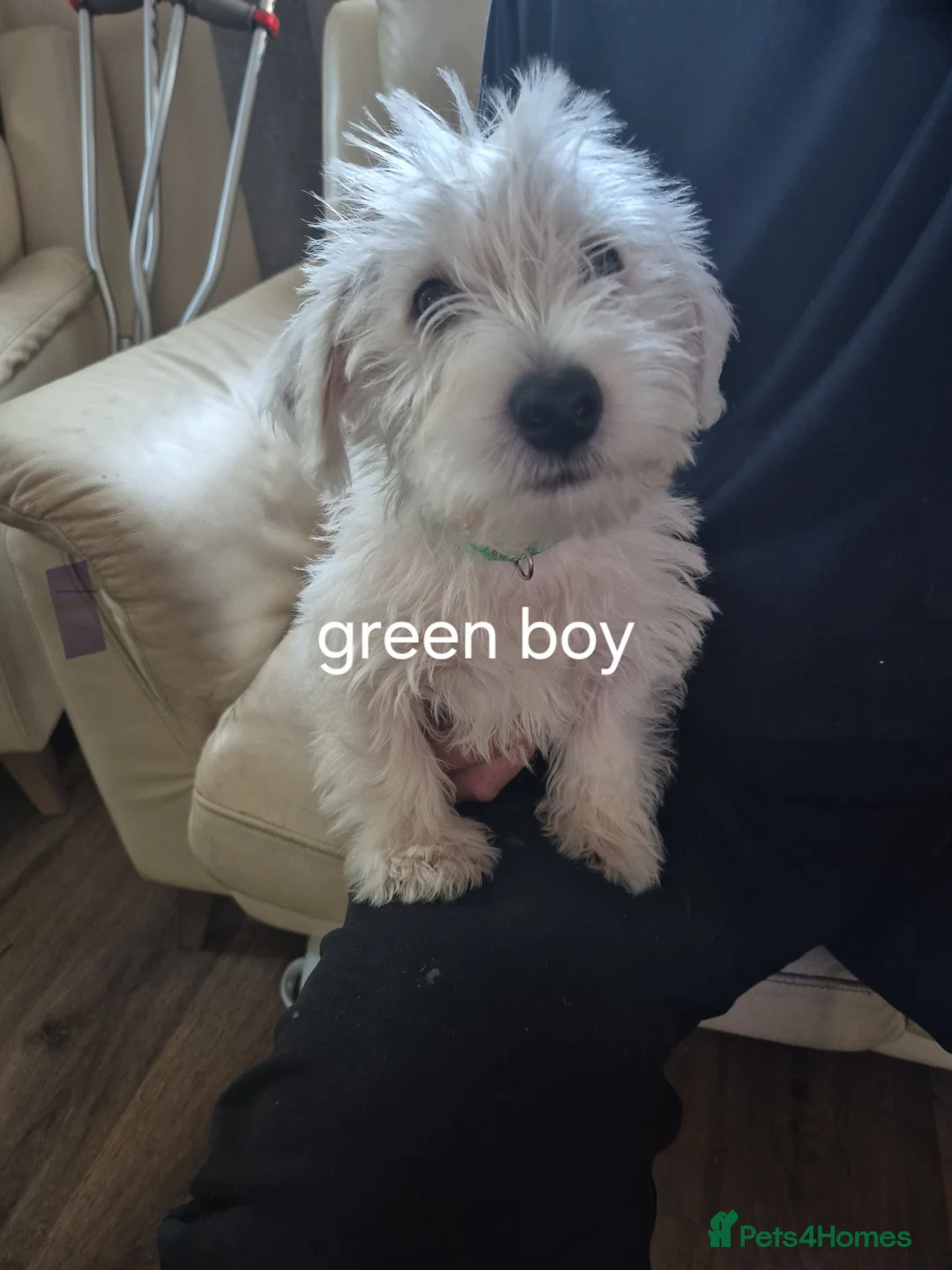 West Highland Terrier dogs for sale: Westie boys & girls ready now - Advert 2