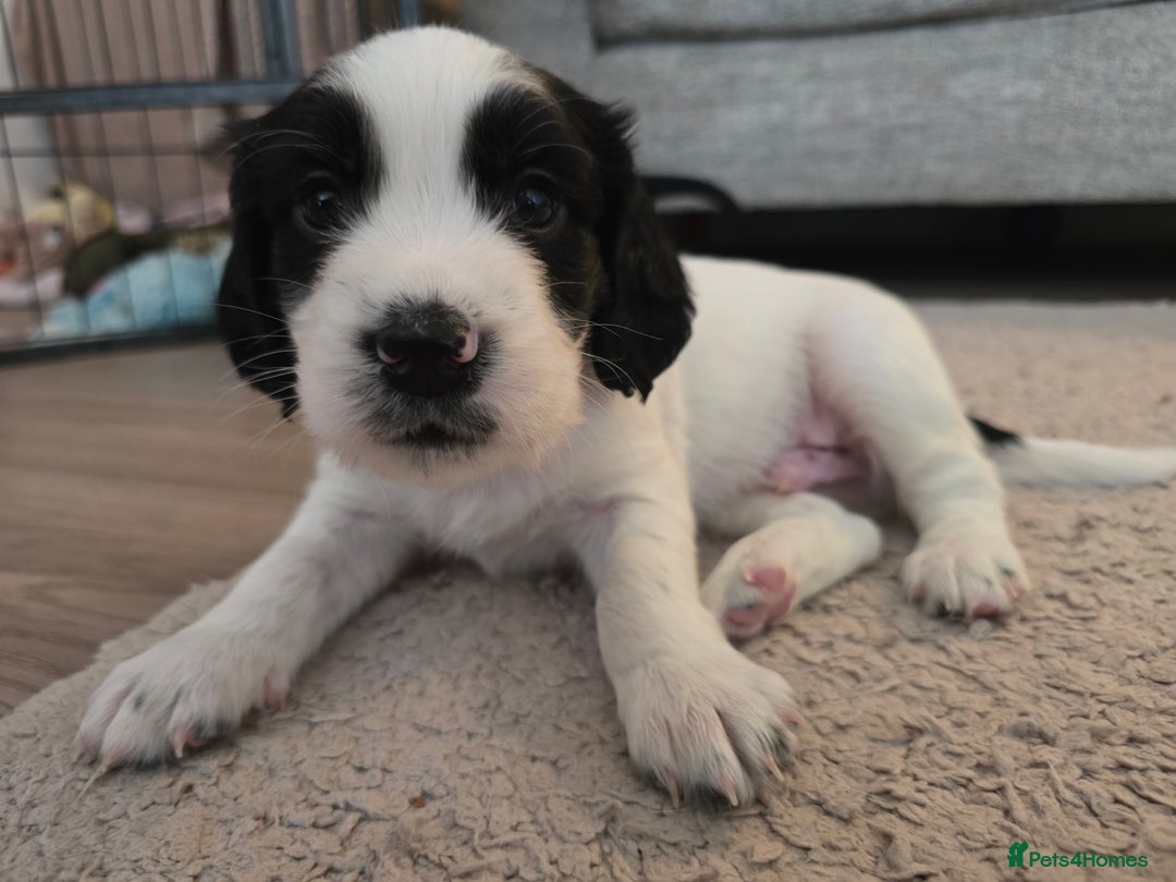 Sprocker dogs for sale: 2 x black and white Sprocker puppies - Advert 8