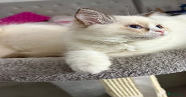 Ragdoll cats 🩵 Beautiful Ragdoll Kittens Ready at 12 Weeks! 🩵 - Advert 1