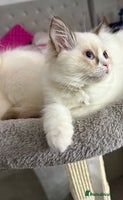 Ragdoll cats 🩵 Beautiful Ragdoll Kittens Ready at 12 Weeks! 🩵 - Advert 1