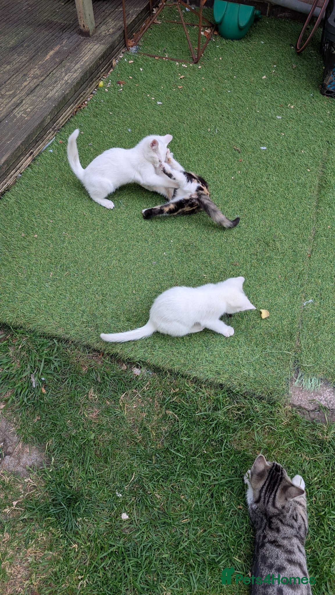 Mixed Breed cats Mixed-breed kittens looking for loving homes - Advert 2