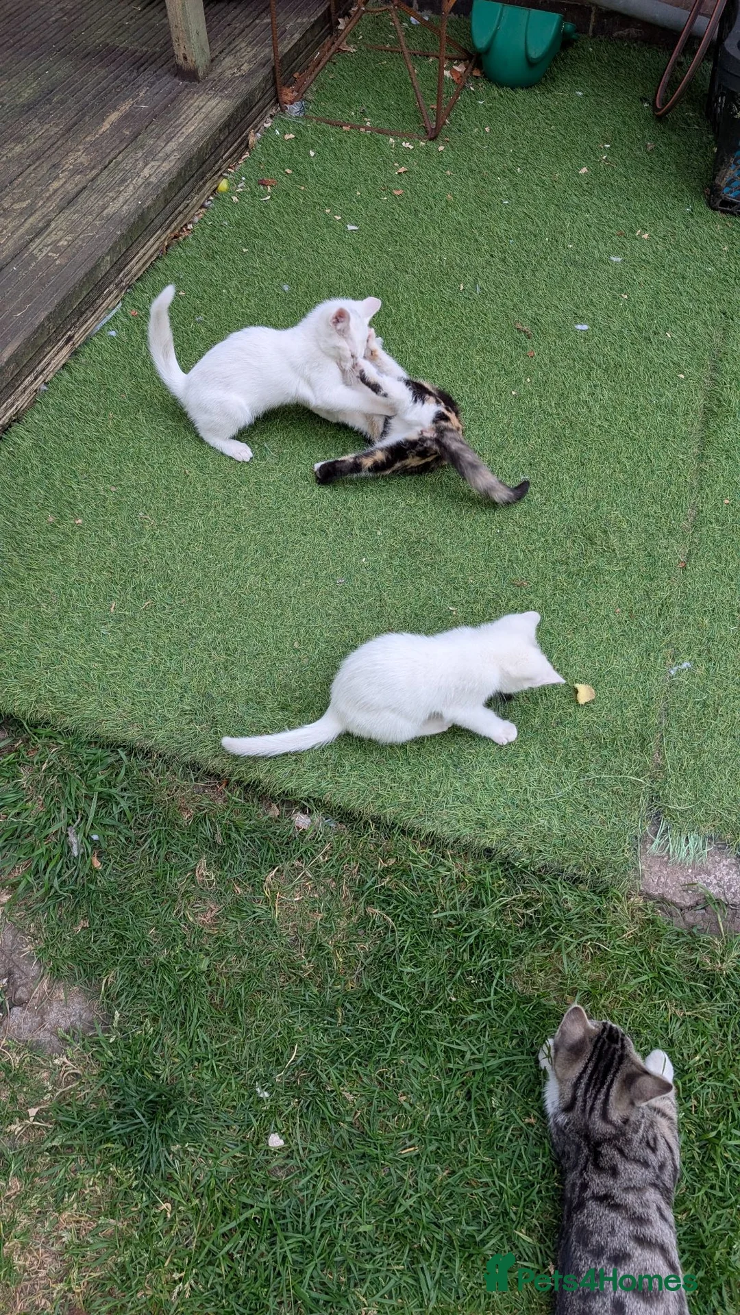 Mixed Breed cats for sale: Mixed-breed kittens looking for loving homes - Advert 2