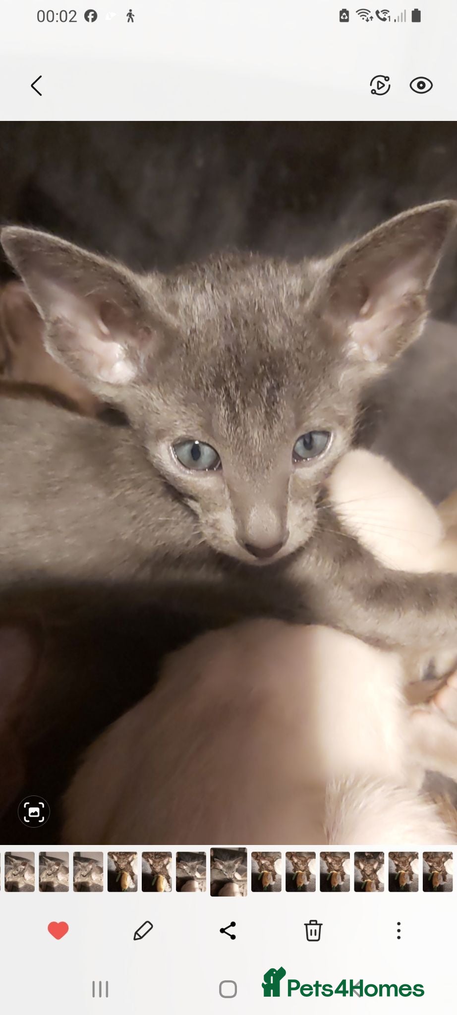 Oriental cats FULL Pedigree Oriental XL size ears GCCF - Advert 3