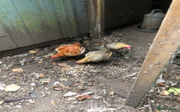 Chickens poultry for sale: Ginger old English game  - Image 2