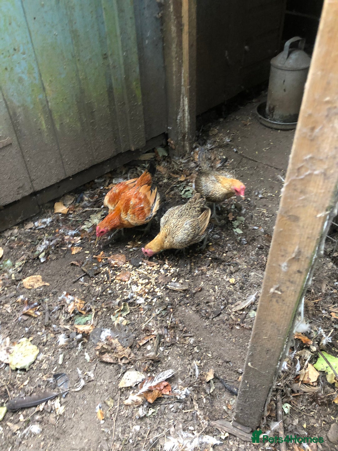 Chickens poultry for sale: Ginger old English game  - Image 2