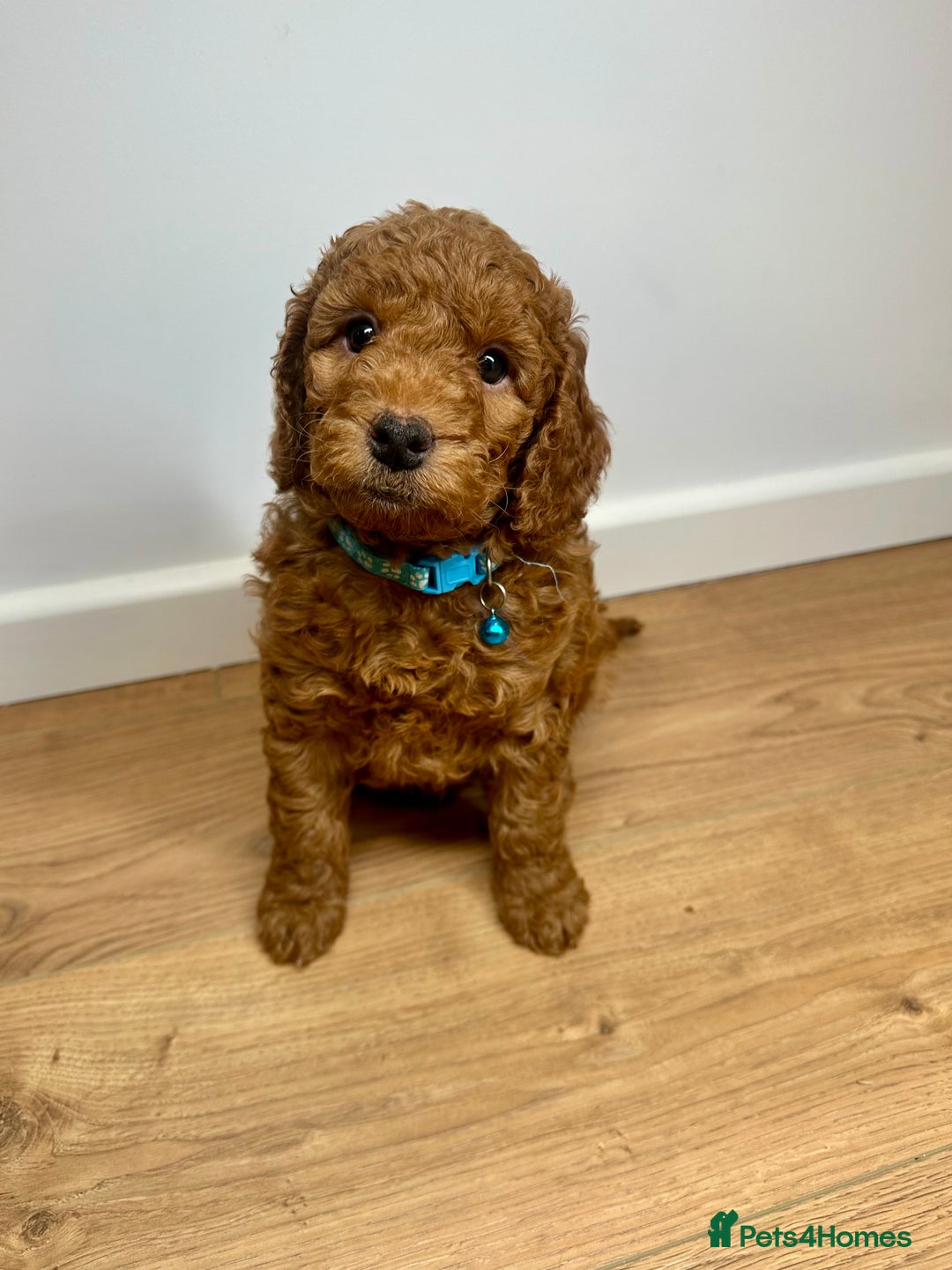 Cockapoo dogs for sale: Red Mini Cockapoo Puppies-Ready - 14 of January  - Advert 16
