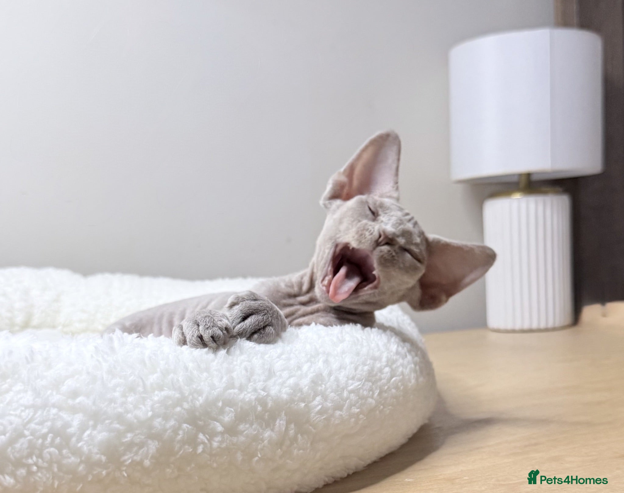 Devon Rex cats Beautiful blue boy and lilac girl!!!!! - Advert 6