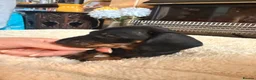 Miniature Dachshund dogs for sale: Gorgeous miniature daushound - Advert 13