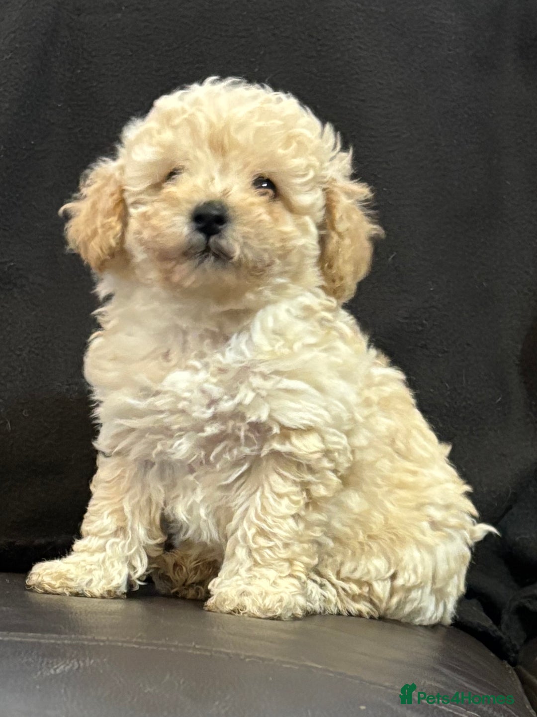 Poochon dogs for sale: Stunning Litter of Poochon puppies  - Image 9