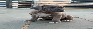 Mixed Breed 3