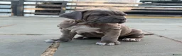 Mixed Breed dogs for sale: Neapolitan mastiff - Advert 22