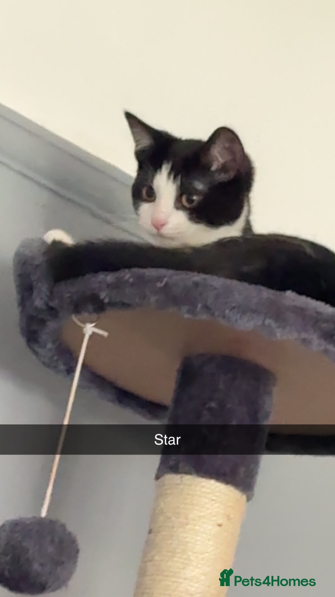 Mixed Breed cats for sale: Star and pixie  - Advert 3