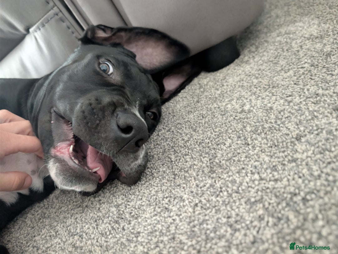 Presa Canario dogs for sale: 5 month old presa canario pup Milo - Image 7