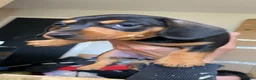 Miniature Dachshund dogs for sale: Stunning miniature dachshund puppies, 2 LEFT!!! - Advert 7