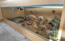 Bearded Dragon reptiles for sale: Bearded dragon - Image 6